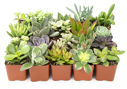 Live Assorted Potted Succulents Plants – 20 Pack