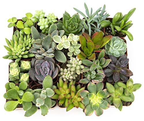 Live Assorted Potted Succulents Plants – 20 Pack