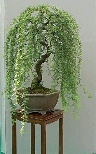 CZ Grain Bonsai Green Weeping Willow Tree Cutting - Thick Trunk Start, Dwarf Bonsai Material. Ships from Iowa, USA