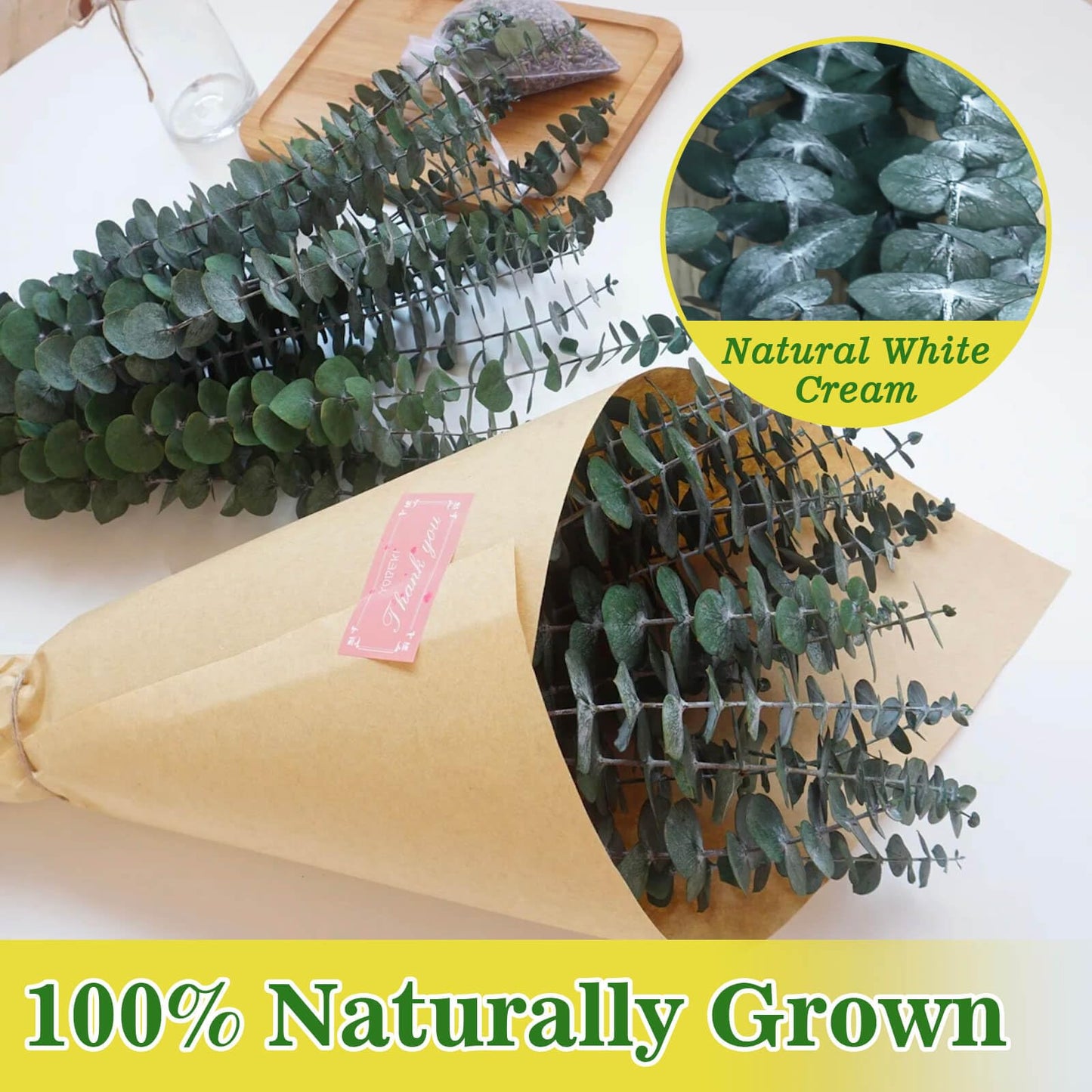 11 PCS Real Dried Eucalyptus