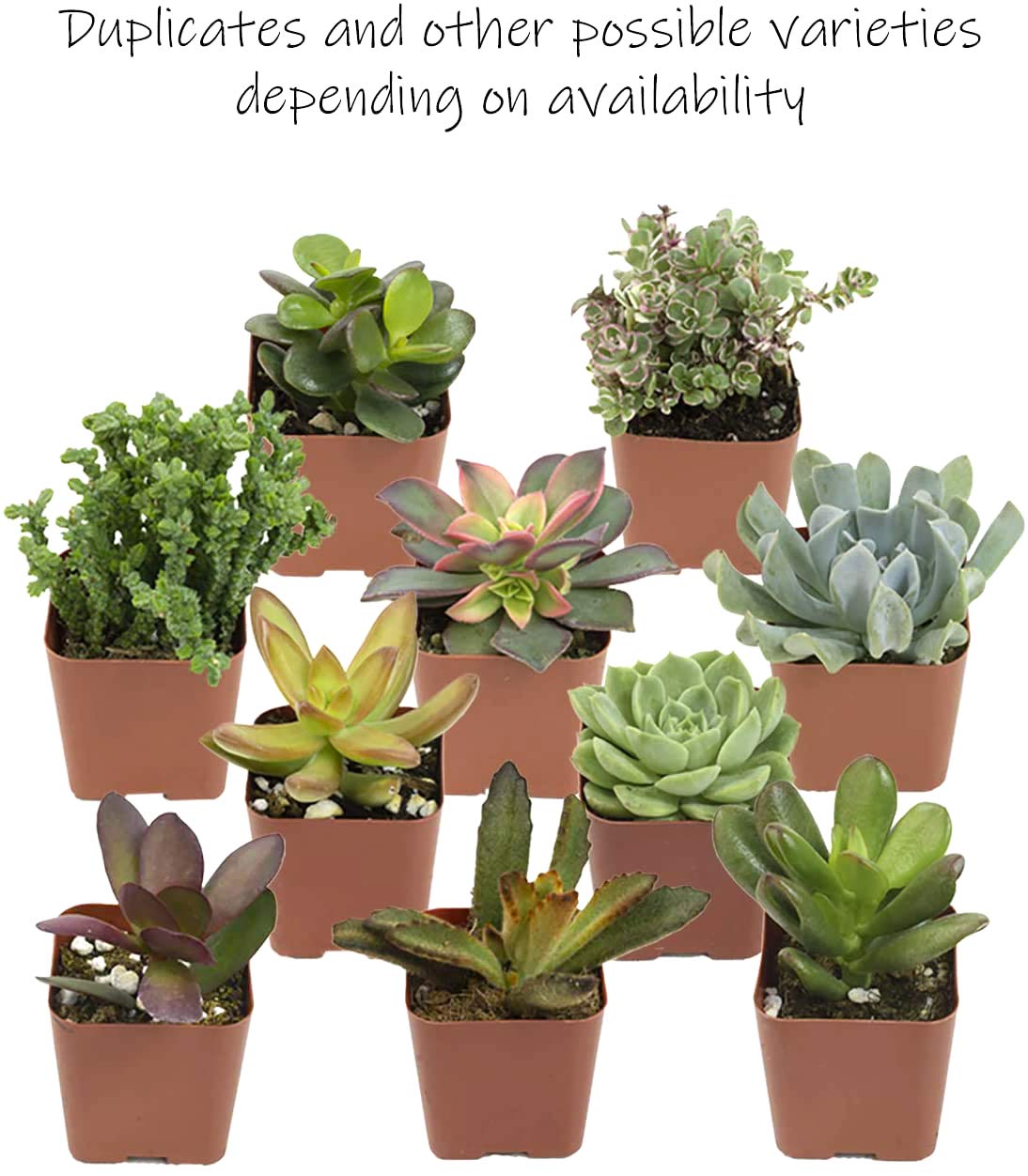 Altman Plants, Live Succulent Plants (20 Pack) Assorted Potted Succulents Plants Live House Plants in Cacti and Succulent Soil Mix, Cactus Plants Live Indoor Plants Live Houseplants in Planter Pots