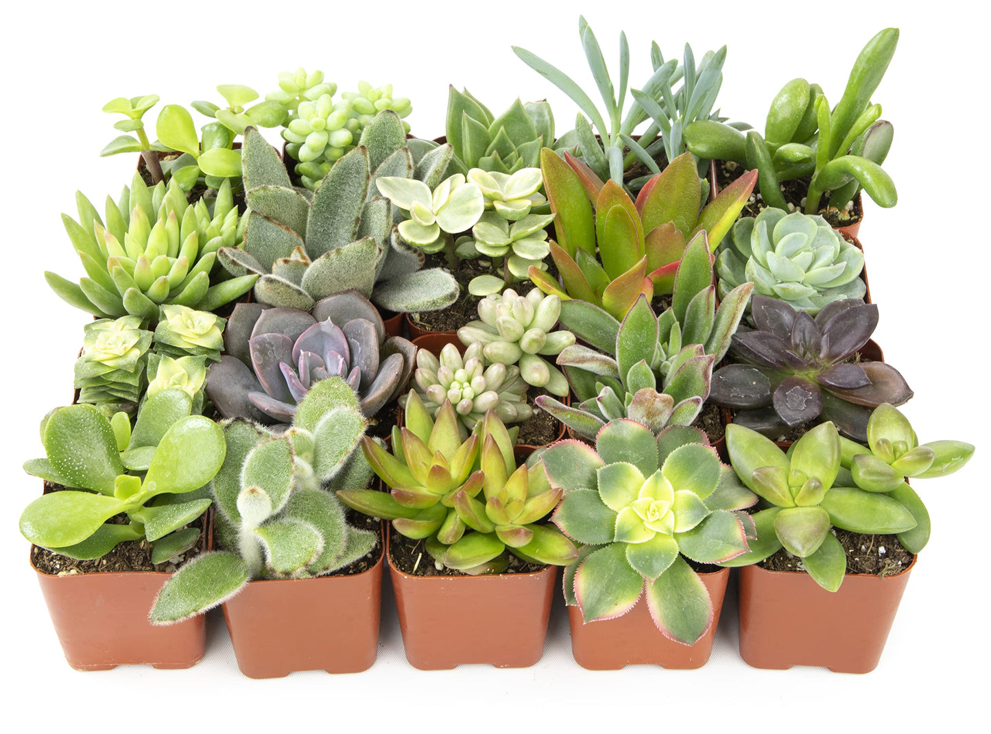 Live Assorted Potted Succulents Plants – 20 Pack