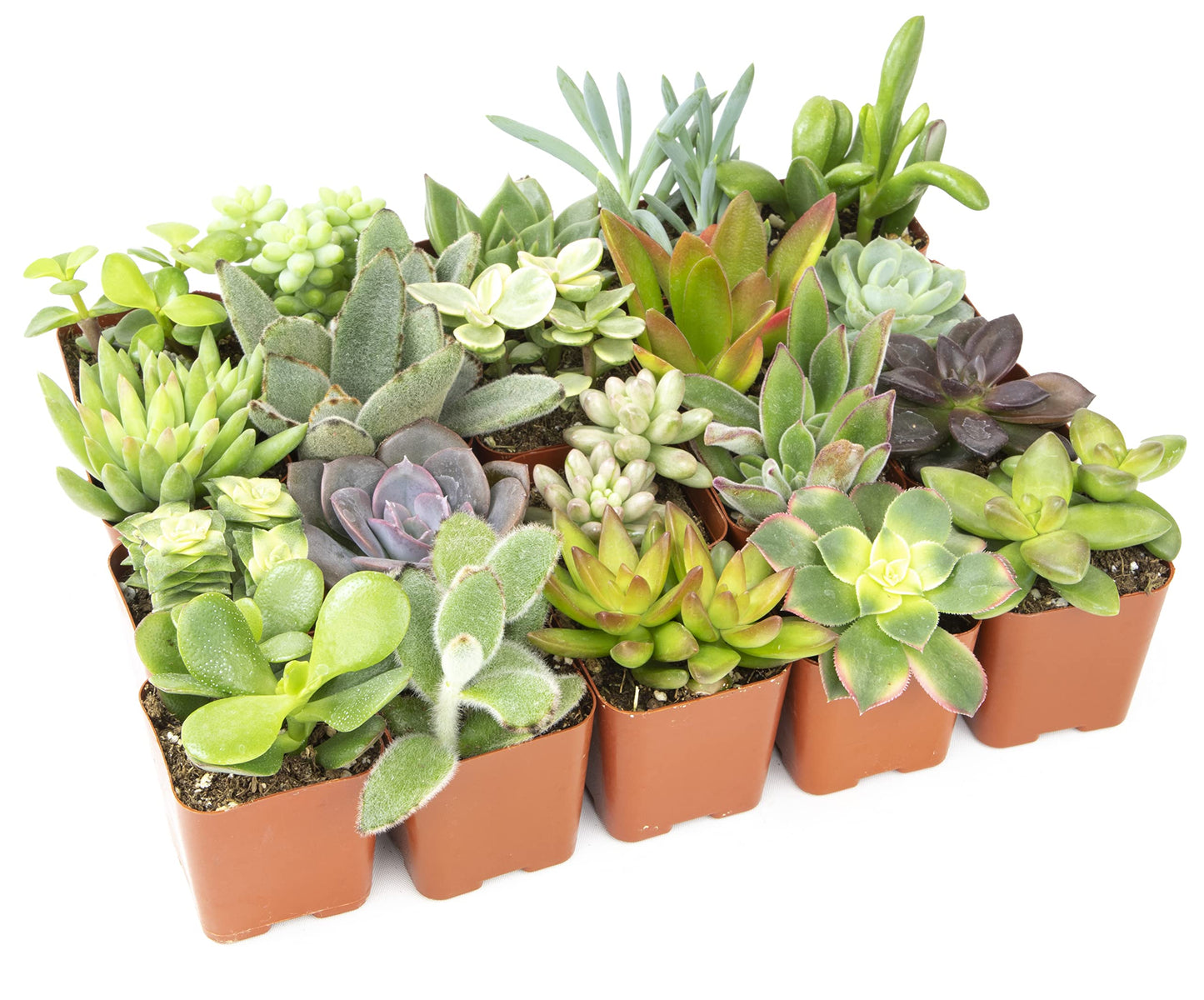 Live Assorted Potted Succulents Plants – 20 Pack