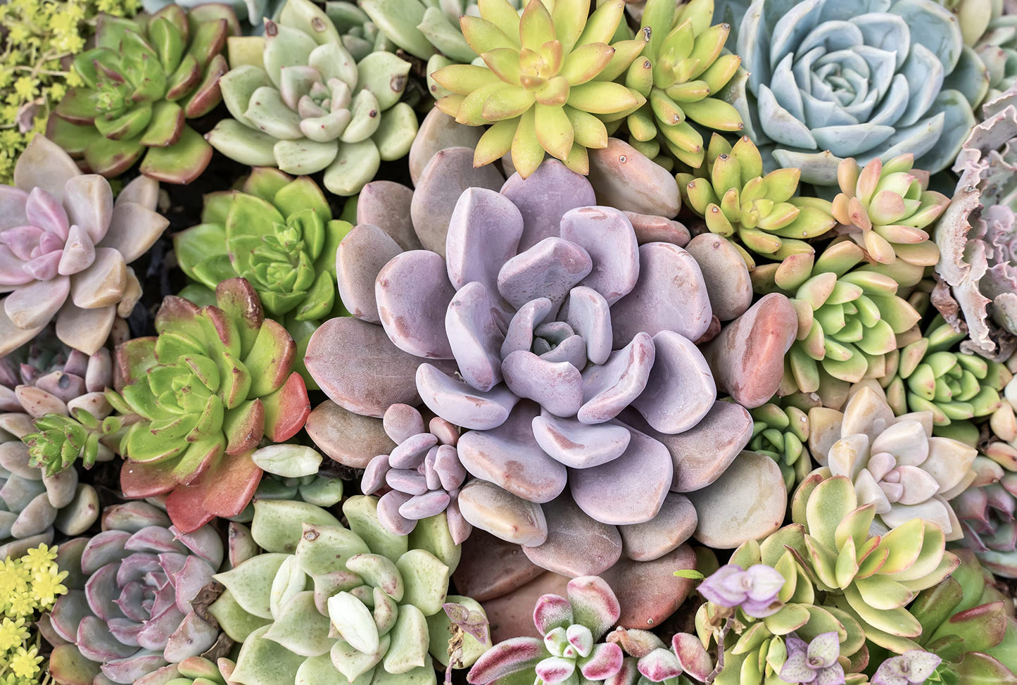 Altman Plants, Live Succulent Plants (20 Pack) Assorted Potted Succulents Plants Live House Plants in Cacti and Succulent Soil Mix, Cactus Plants Live Indoor Plants Live Houseplants in Planter Pots