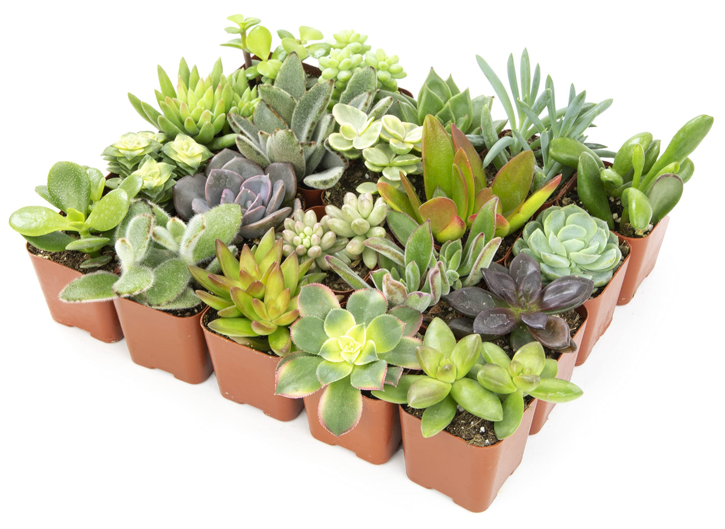 Live Assorted Potted Succulents Plants – 20 Pack