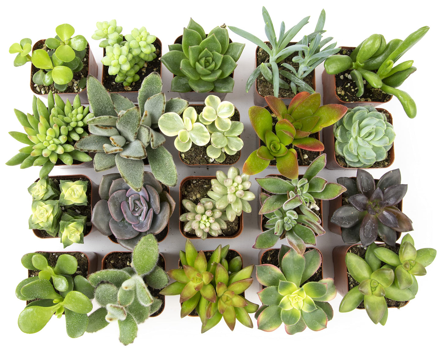 Live Assorted Potted Succulents Plants – 20 Pack