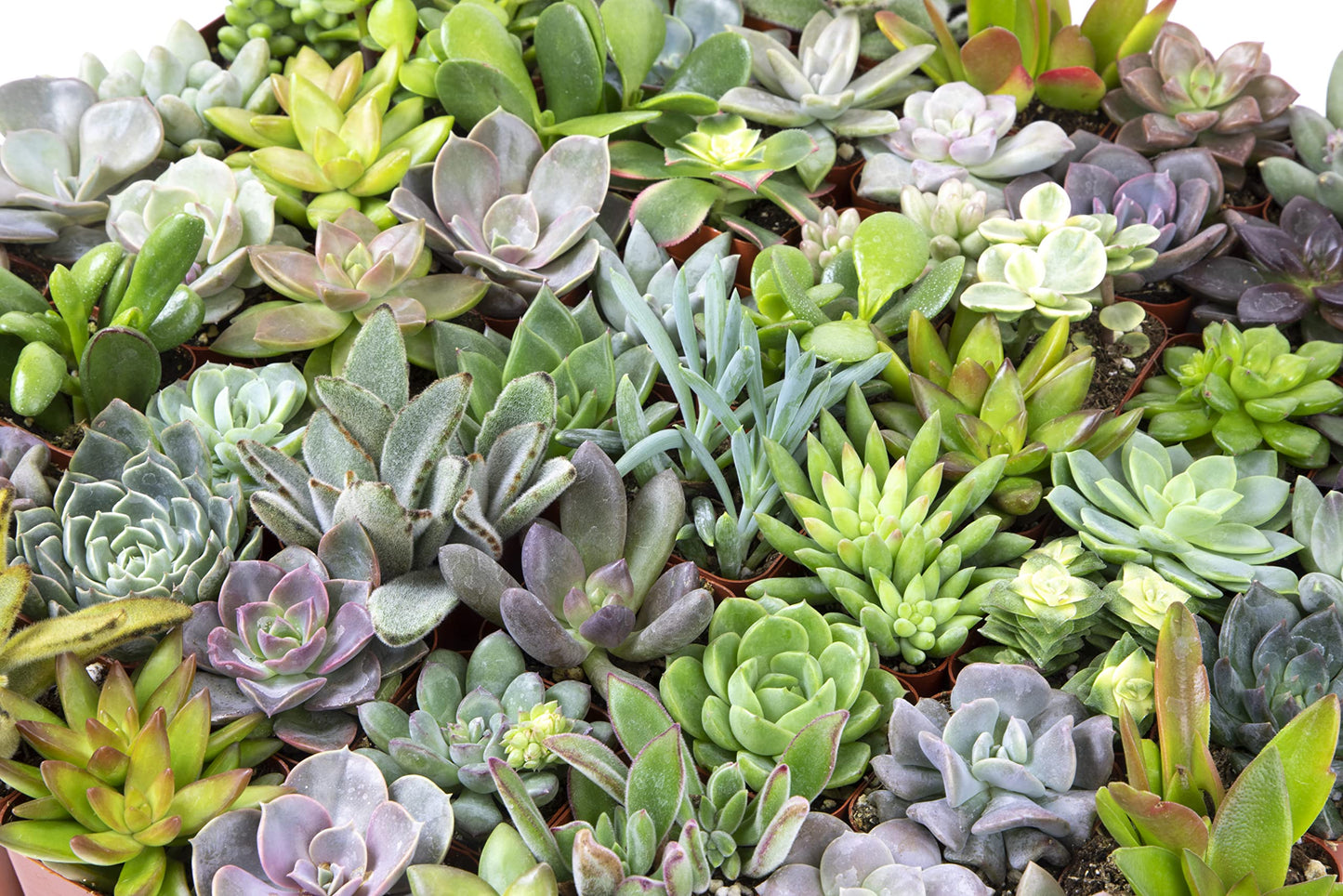 Live Assorted Potted Succulents Plants – 20 Pack